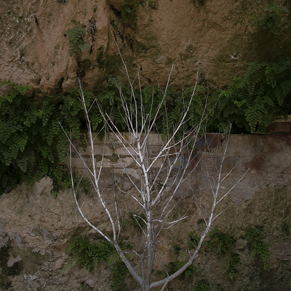 DSC0468-albero-4-copia